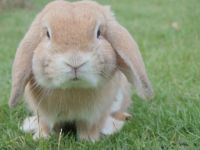 Amami Rabbit Facts